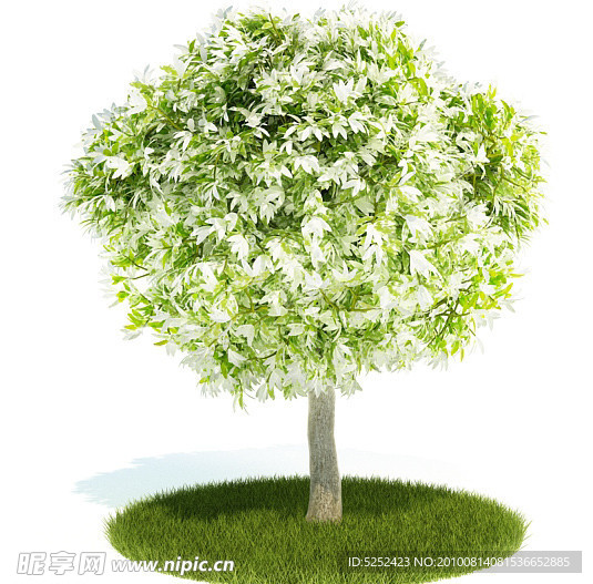 3D精美树木模型