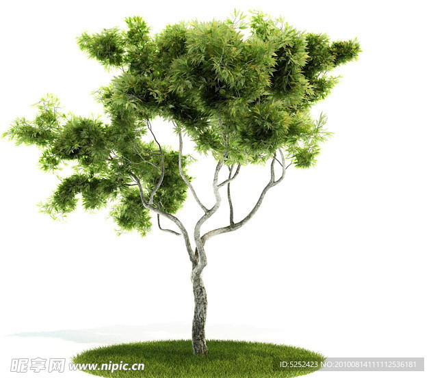 精美树木三维模型