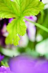家居花艺