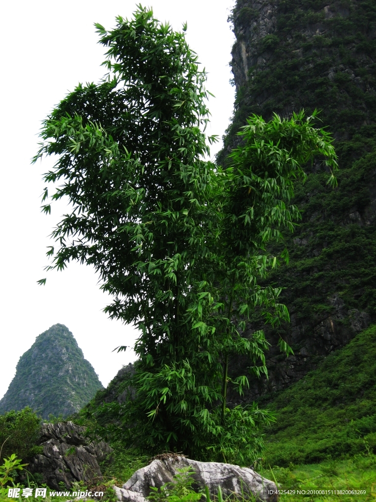 绿竹