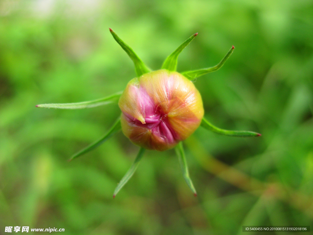 菊花花蕾