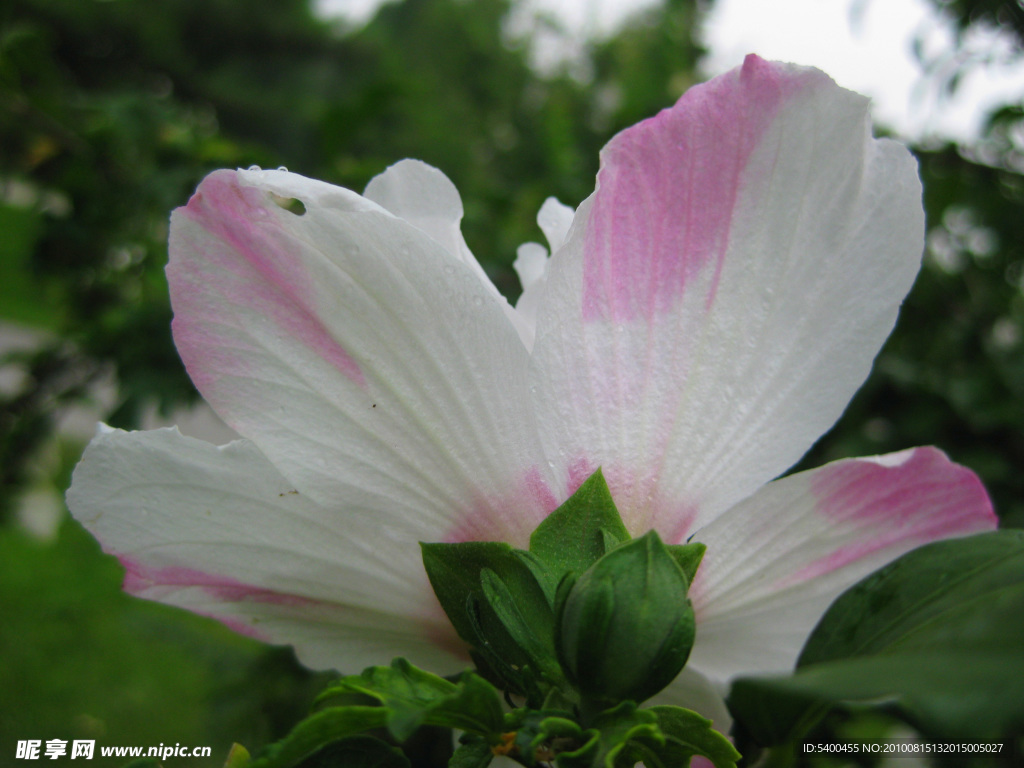 木槿花