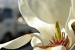 玉兰花