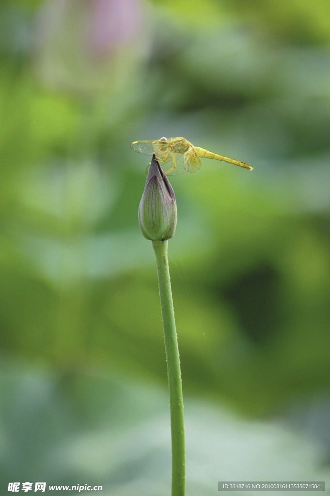 荷花 安静 舒适 莲蓬 莲 廉洁 绿
