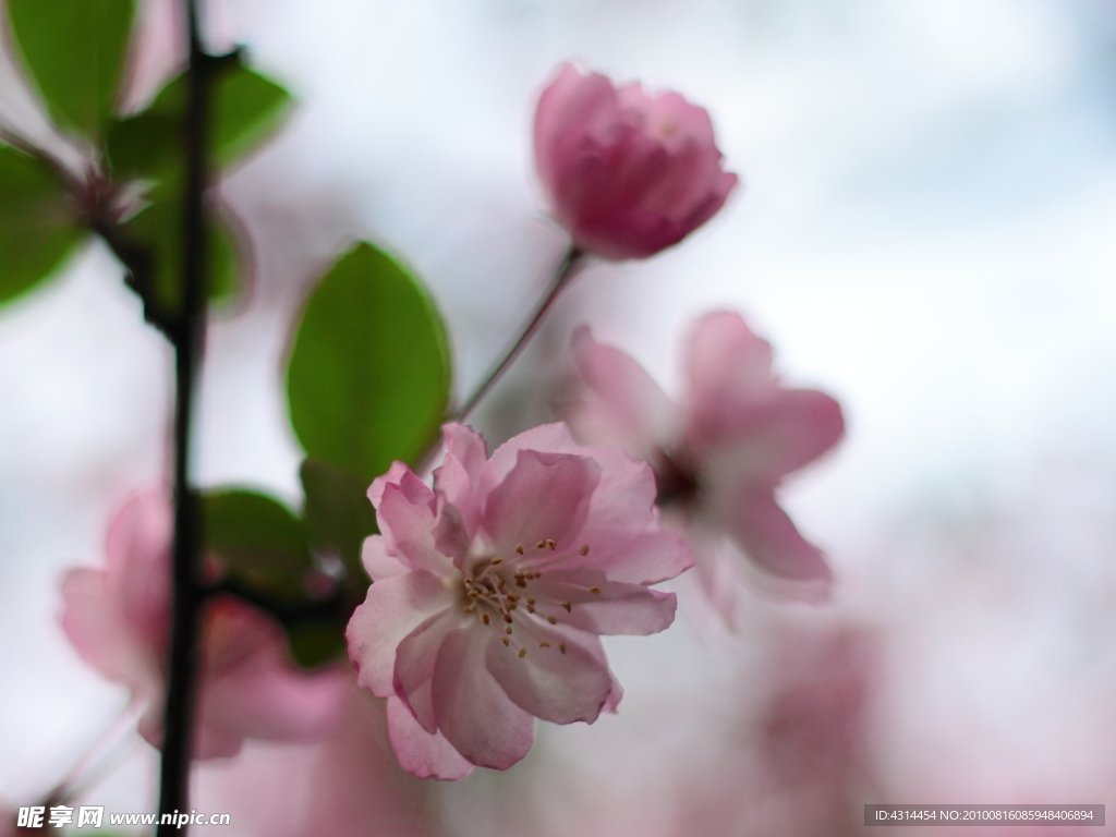 花卉特写