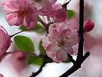 花卉特写
