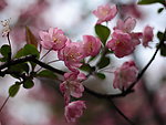 花卉特写