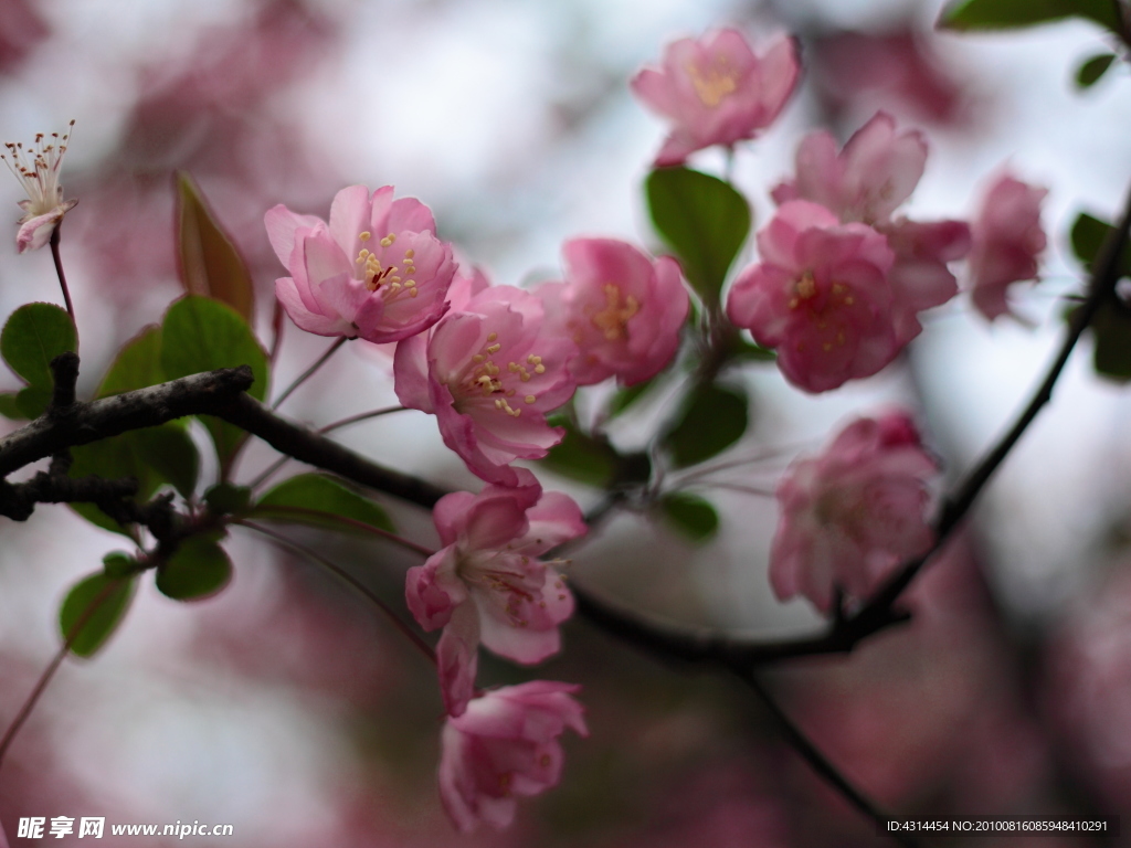 花卉特写