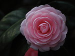 花卉特写