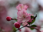 花卉特写