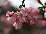 花卉