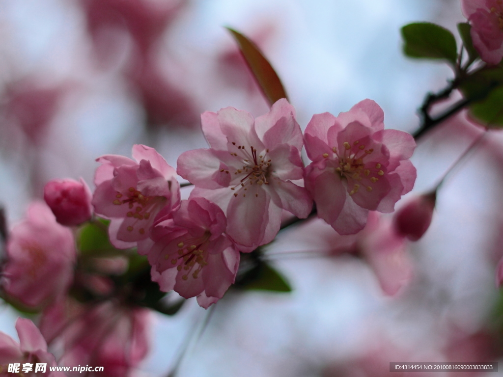 花卉特写