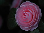 花卉特写