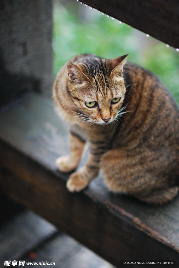 小猫