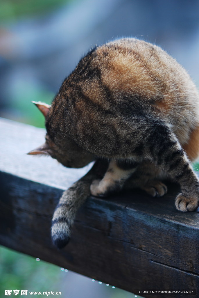 小猫