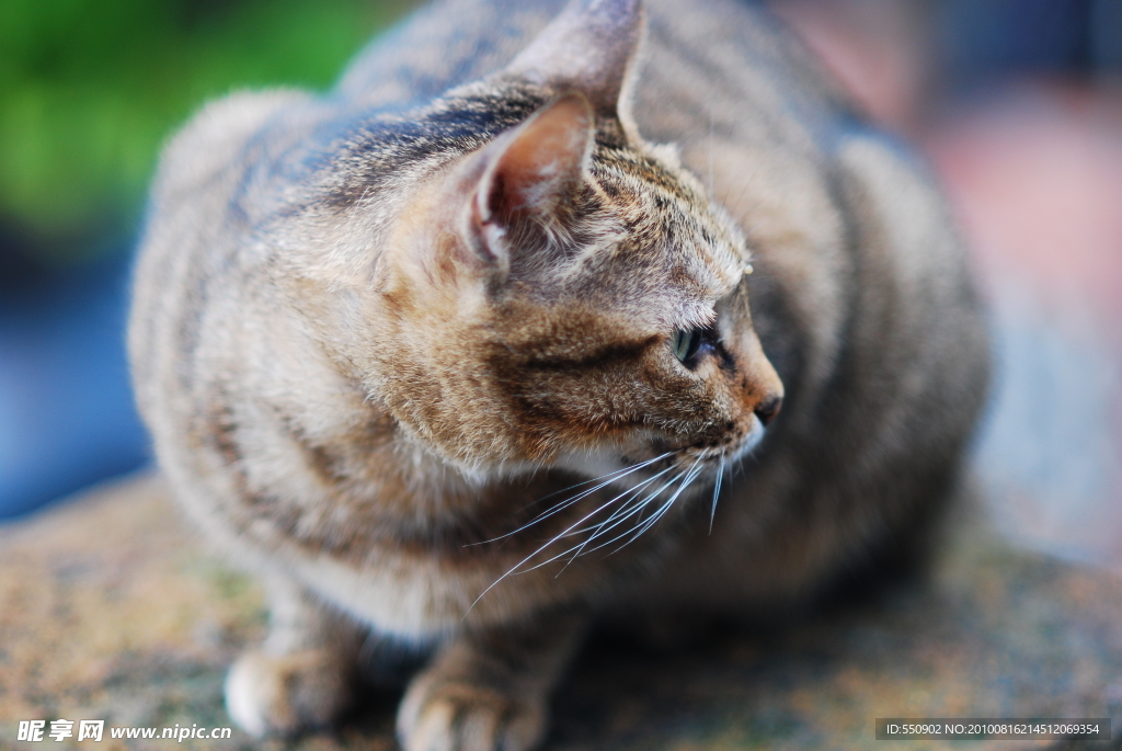 小猫