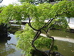 苏州园林 拙政园 植物