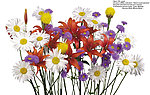 菊花 百合