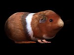 荷兰猪3dmax模型