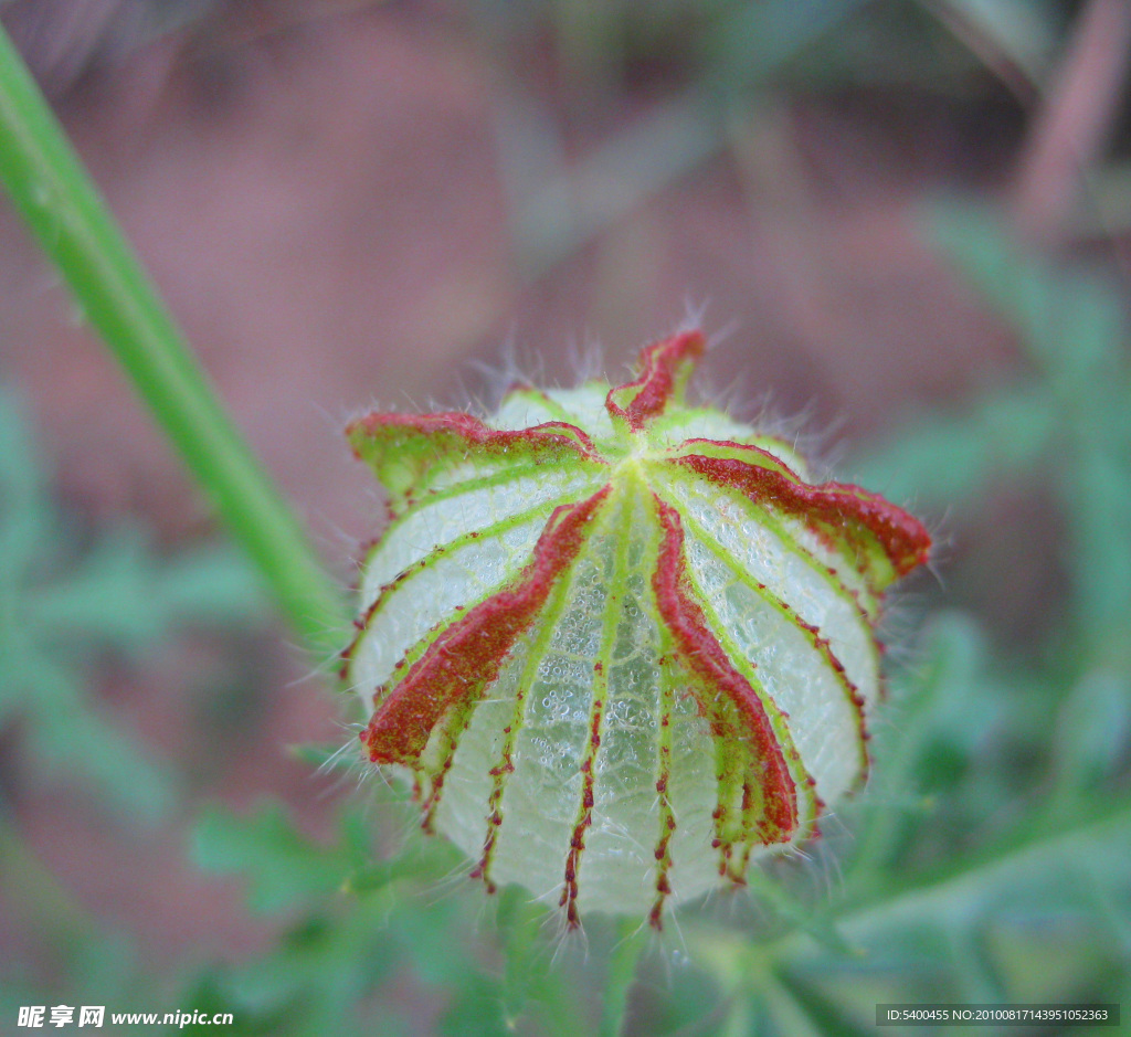 野生西瓜花花蕾