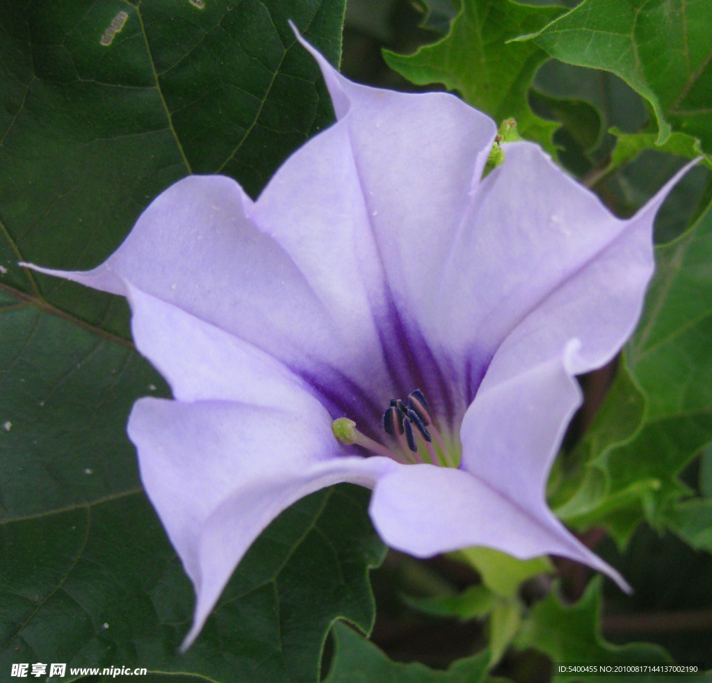 蔓陀萝花