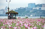 花海
