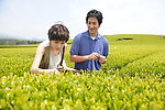 山间采茶