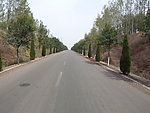 公路 公路风景 风景 树