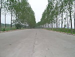公路 公路风景 风景 树