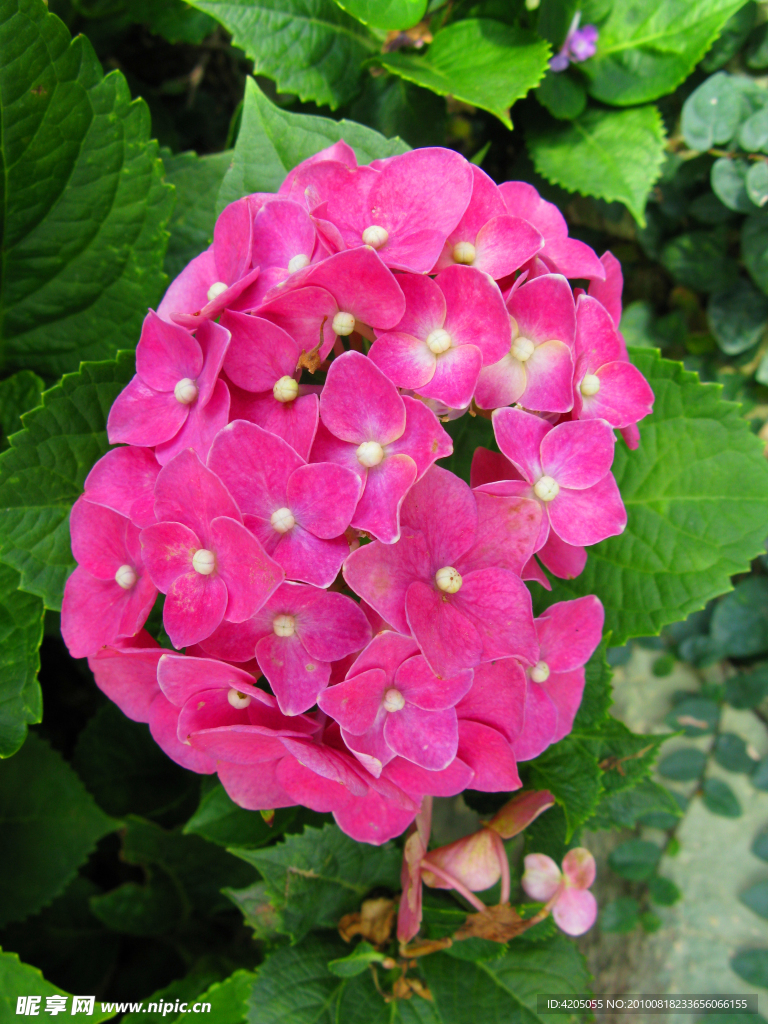 花心