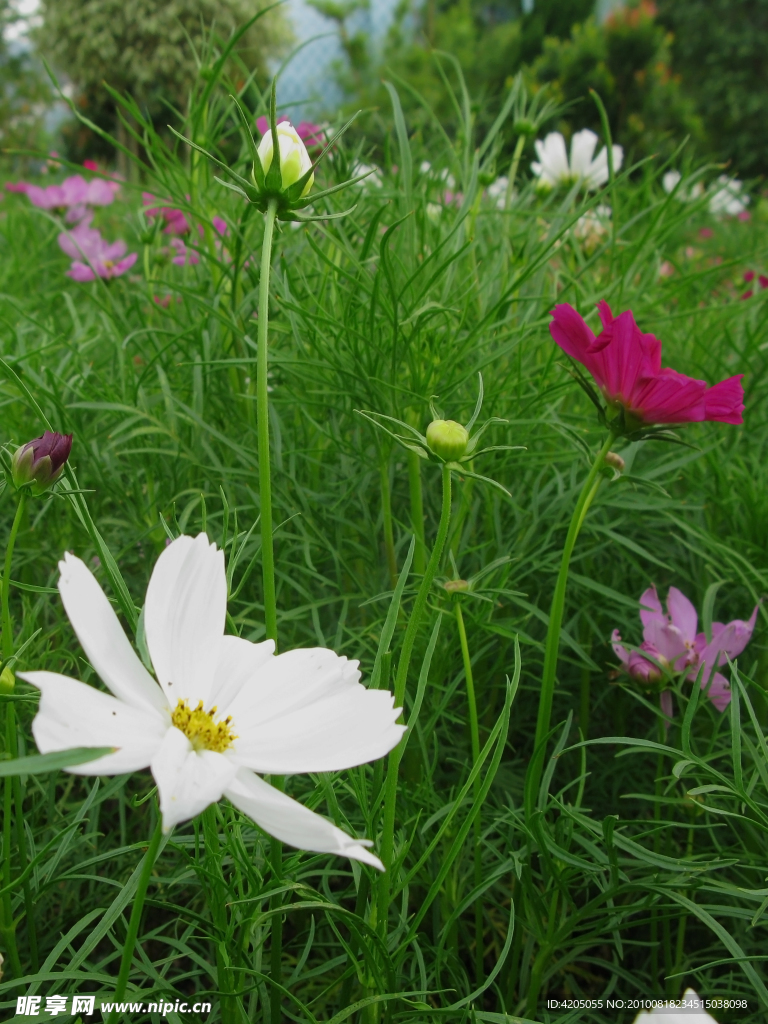 格桑花