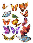 漂亮的蝴蝶psd素材 18张透明png蝴蝶高清素材