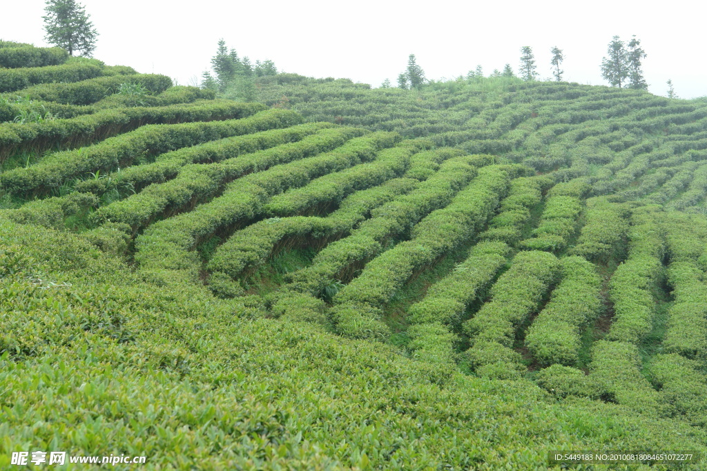 美丽的绿色茶园