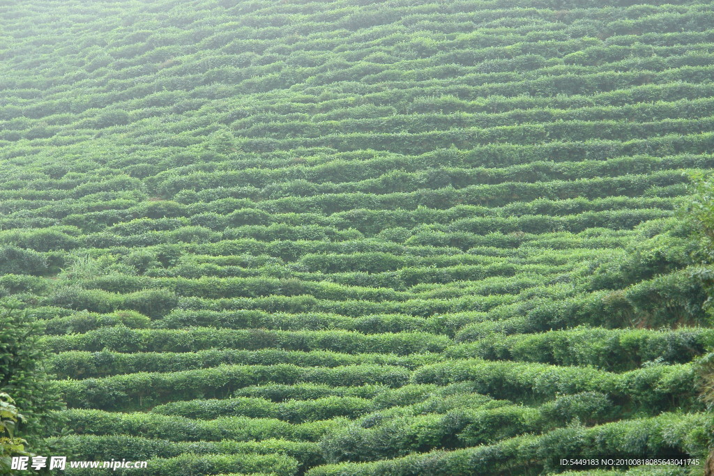 美丽的绿色茶山