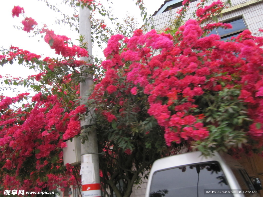 怒放的鲜花 花朵