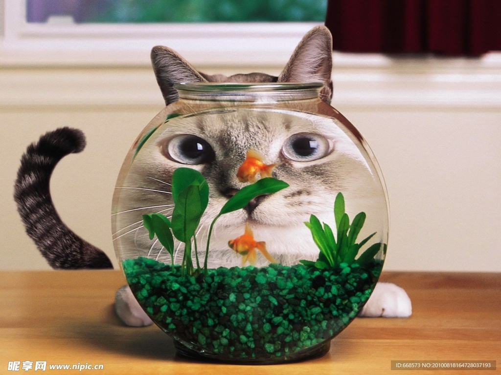 猫咪