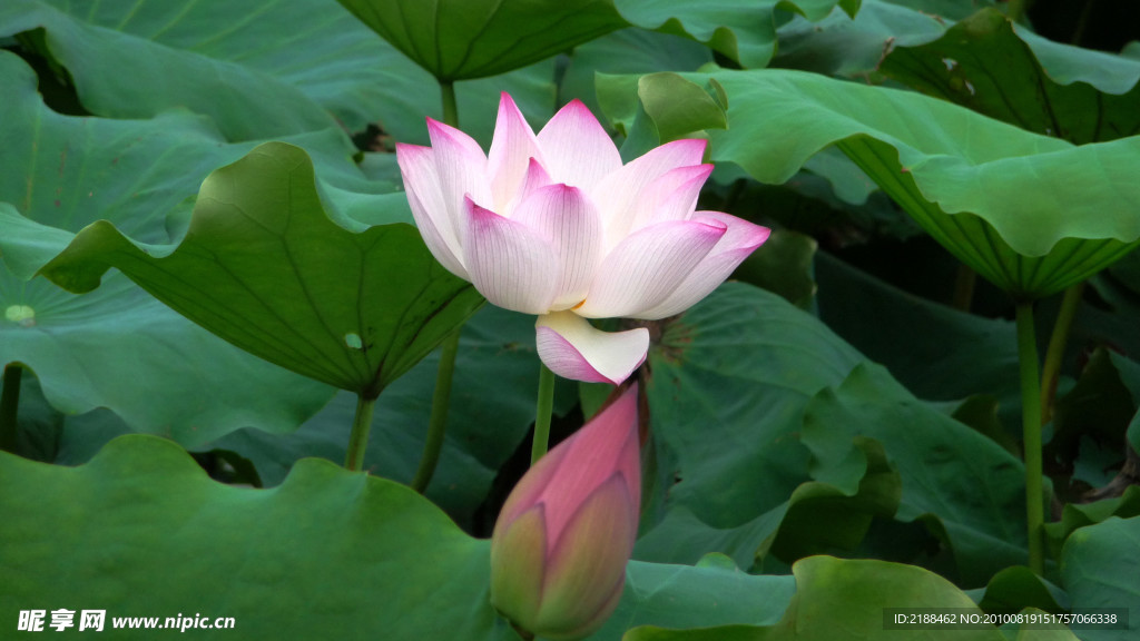 荷花