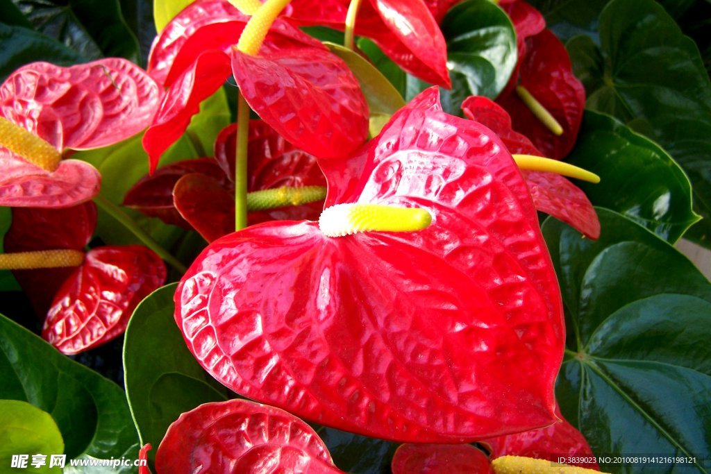 红掌花
