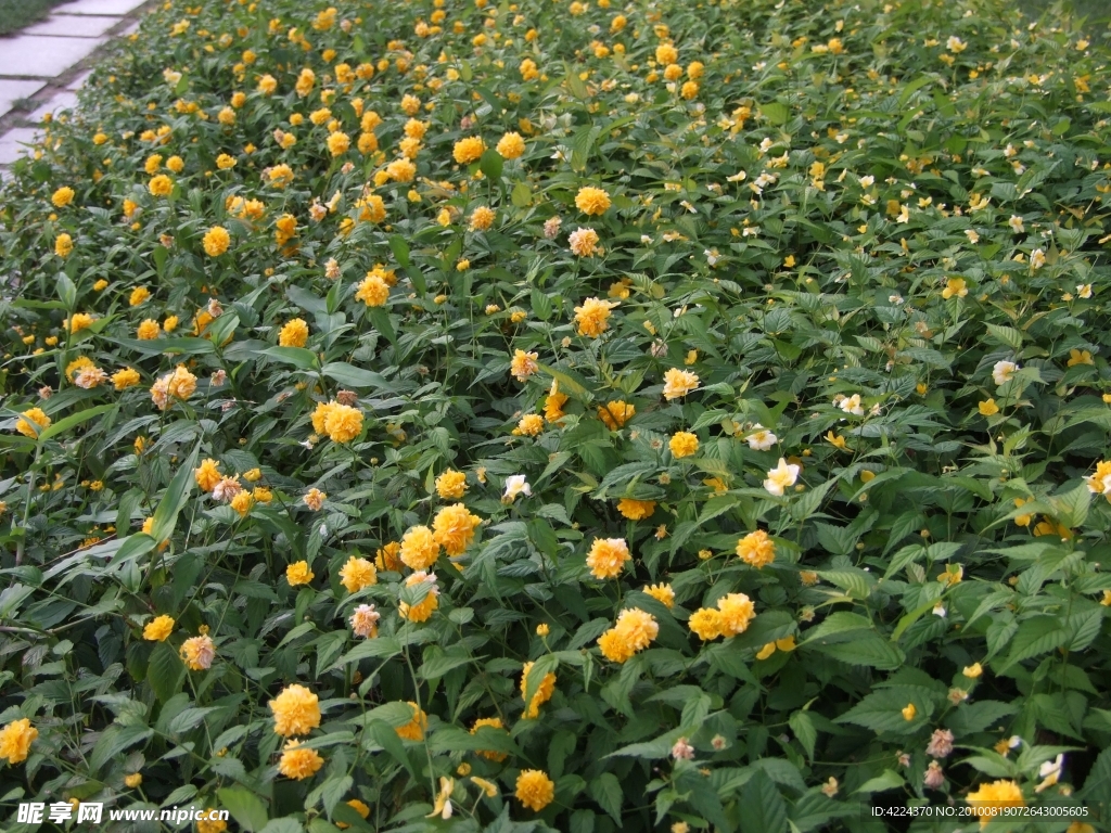 重瓣棣棠花