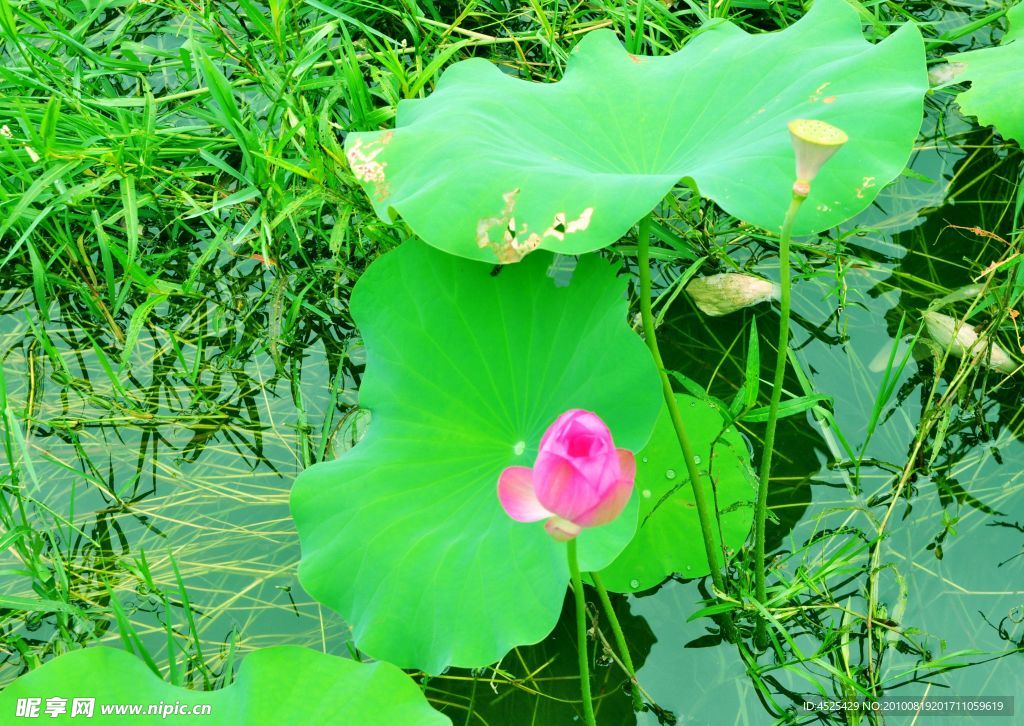 荷花