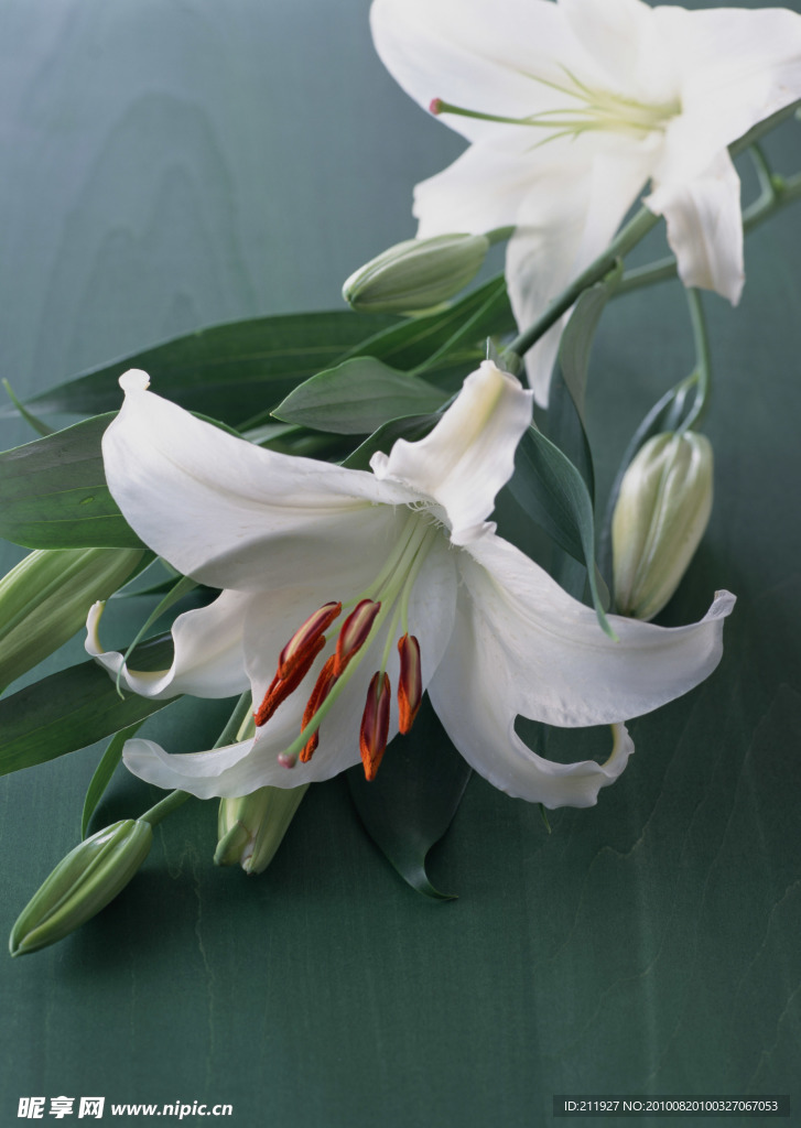百合