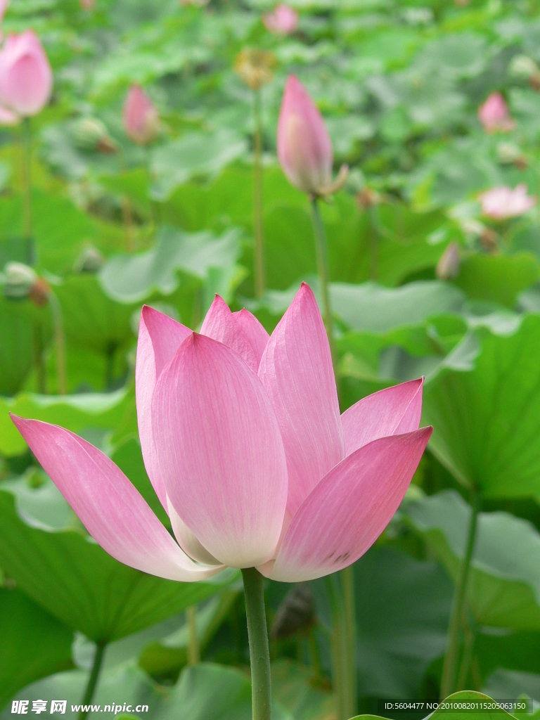 荷花特写