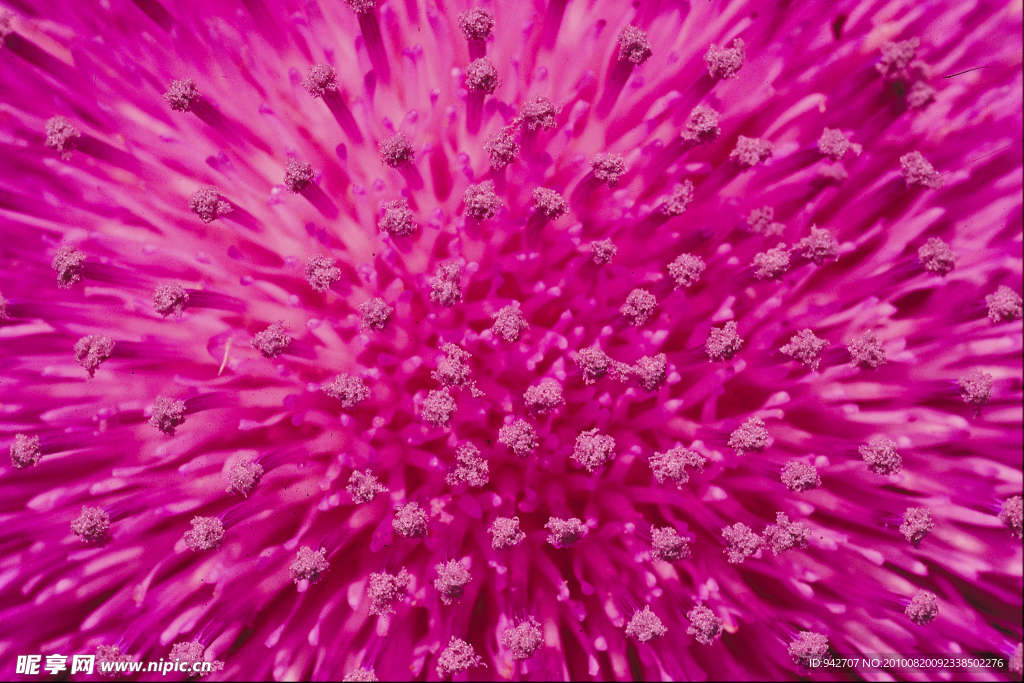 花 紫色花