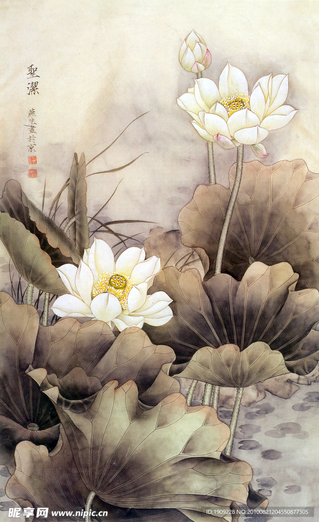 荷花工笔画
