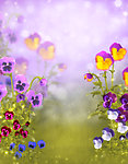 浪漫背景 花朵 蝴蝶花