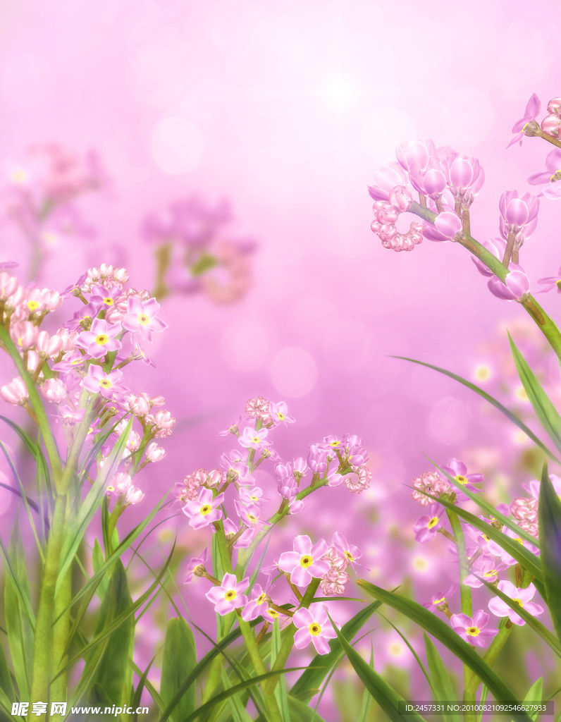 浪漫世界 花朵