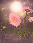 浪漫背景 杂草 花朵