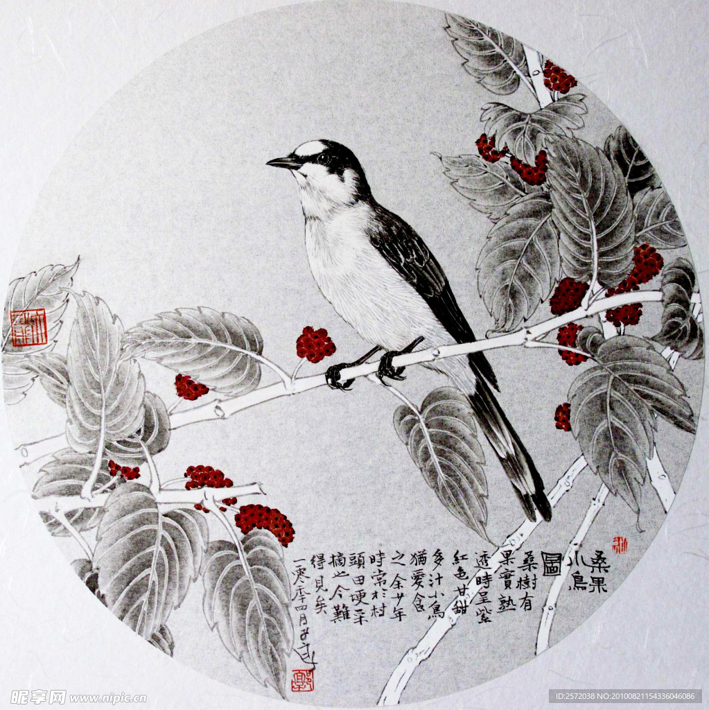 桑果小鸟图