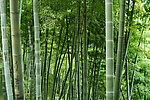 竹林