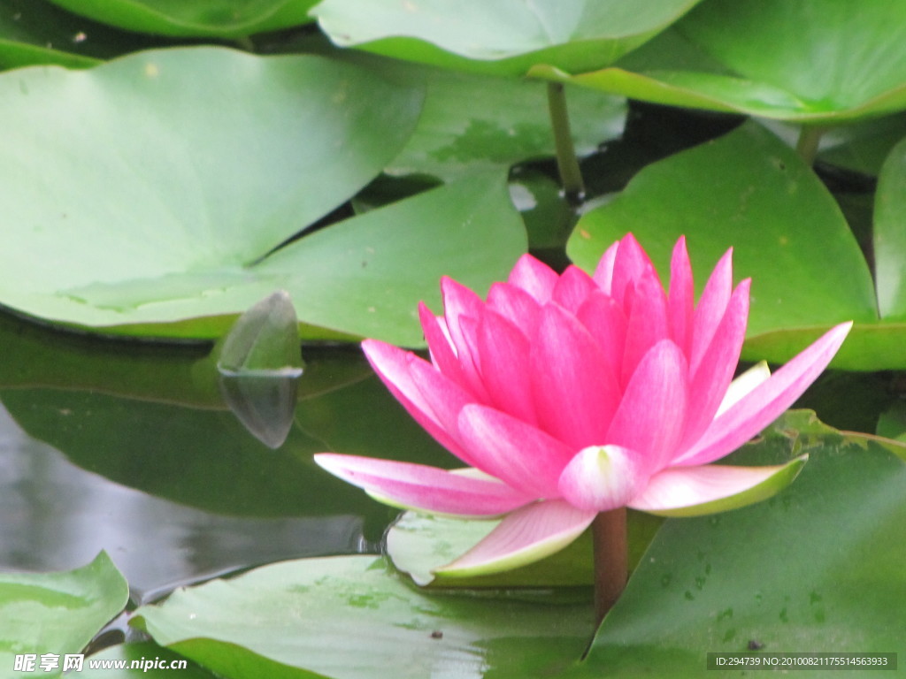 水莲花